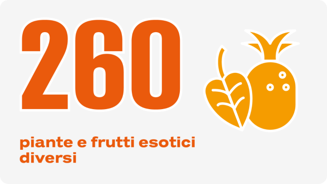 260 piante e frutti esotici diversi